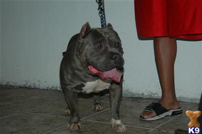 Stud Dogs in FL